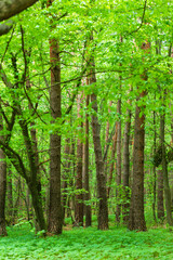 Fototapeta premium Beautiful spring forest with fresh green leaves and trunks