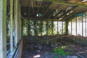 Old and dirty abandoned building with trees growing inside. Ruins of industrial factory greenhouse. Broken glass and ruined instruments. Covered with moss and illuminated by sunlight.