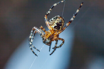 Arachnophobia fear of spider bite concept. Macro close up spider on cobweb spider web on blurred blue background. Life of insects. Horror scary frightening banner for halloween.