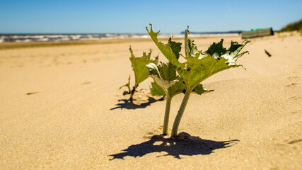 Strand mit Dünengras