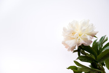 One beige peony and green leaves on white background. Flat lay, top view