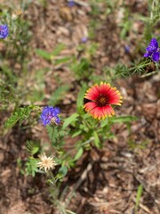 Indian Blanket Flower