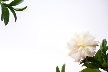 Fototapeta na wymiar Border frame made of white peonies flower and green leaves isolated on white background. Flat lay, top view. Frame of flowers.