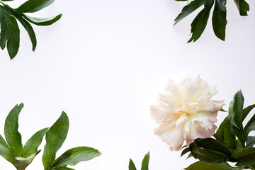 Naklejka premium Border frame made of white peonies flower and green leaves isolated on white background. Flat lay, top view. Frame of flowers.