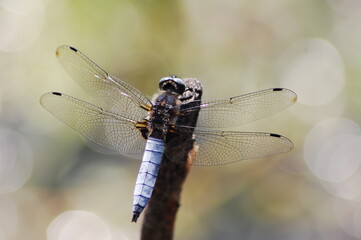a large dragonfly on a branch by the stream