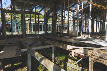 Old and dirty abandoned building with trees growing inside. Ruins of industrial factory greenhouse....