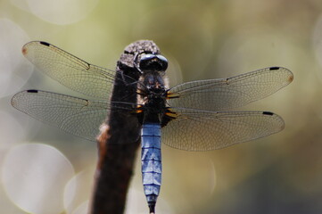 a large dragonfly on a branch by the stream