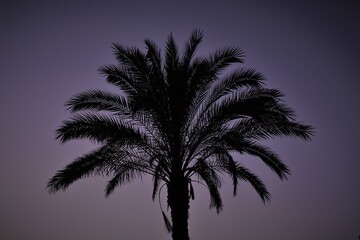 Obraz premium palm tree silhouette