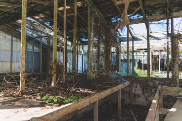 Fototapeta na wymiar Old and dirty abandoned building with trees growing inside. Ruins of industrial factory greenhouse. Broken glass and ruined instruments. Covered with moss and illuminated by sunlight.