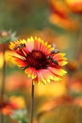 yellow flower in the garden
