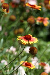 red and yellow flowers