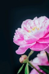 Fototapeta premium Pink peony flower on a black background