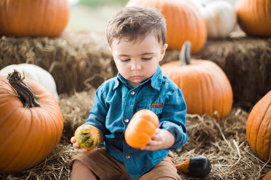 boy and pumpkin picking in a farm in central Florida southern hill farms pumpkin patch in Orlando Florida stock photo royalty free