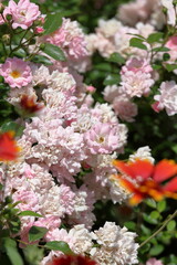 pink and white flowers