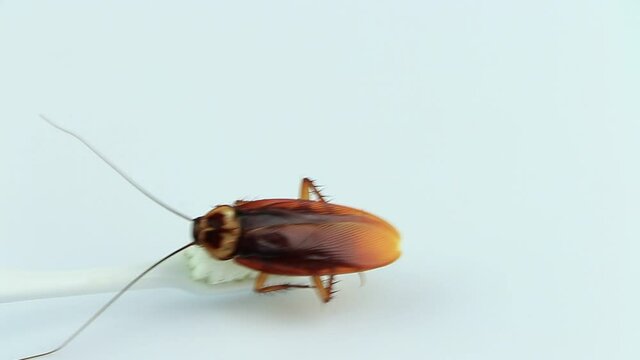 Cockroaches on the toothbrush and white background