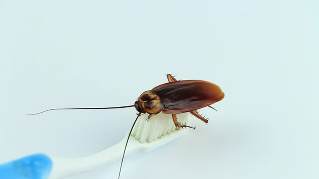 Cockroaches on the toothbrush and white background