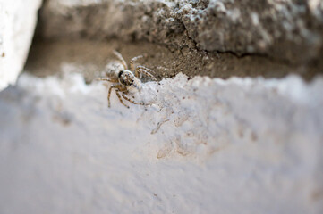 Jumping spider of the family Salticidae on the balcony of a house in macro