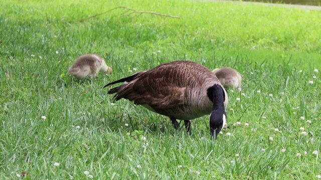 Goose and Family feeding