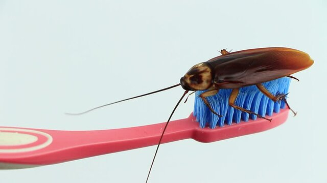 Cockroaches on the toothbrush and white background