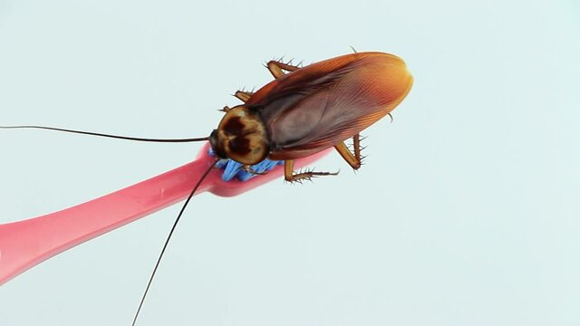 Cockroaches on the toothbrush and white background