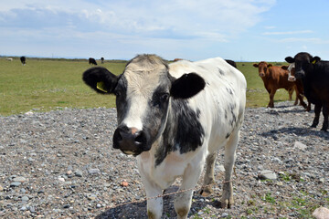 Cows on Walney island, Cumbria, 