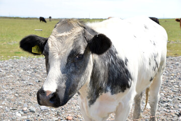 Cows on Walney island, Cumbria, 