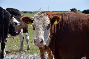 Cows on Walney island, Cumbria, 