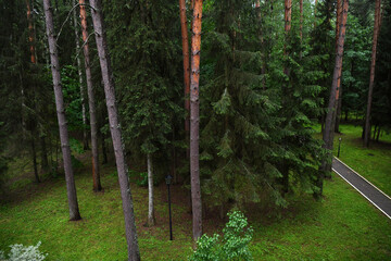 Obraz premium places of comfortable rest in a pine forest