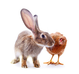Chicken with rabbit.
