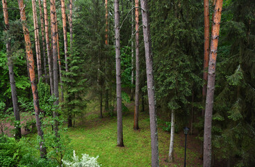 Obraz premium places of comfortable rest in a pine forest