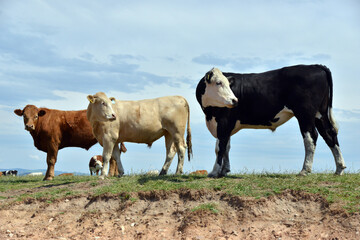 Cows on Walney island, Cumbria, 
