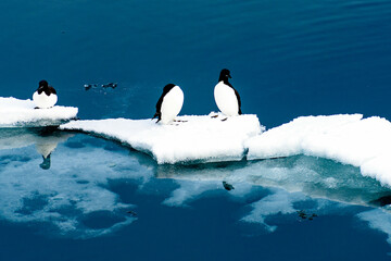 Birds on the Ice pieces on the water in Arctic