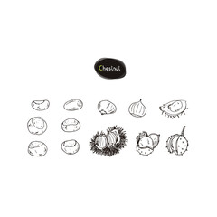 Hand drawn sketch style chestnut set. Vector illustration. 