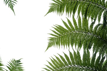 Blurred tropical fern leaves on white isolated background for green foliage backdrop and copy space 
