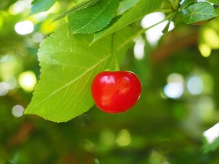 A half ripe red cherry on the tree before picking in June in a Hungarian garden