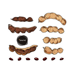 Hand drawn sketch style Tamarind fruit set. Color illustration. 