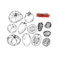 Hand drawn sketch style tomato set. Ripe ahd sliced tomato. Dried tomato. Vector  illustration. 