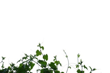Tropical ivy plant with leaves on white isolated background for green foliage backdrop