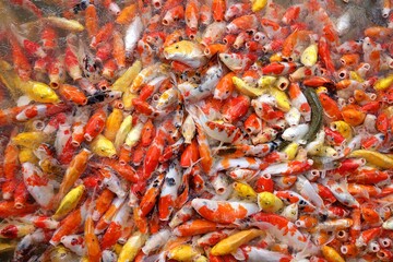 In selective focus many of orange yellow Fancy Carp fish in a lake