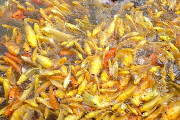 In selective focus many  yellow Fancy Carp fish waiting for a feeding in a lake