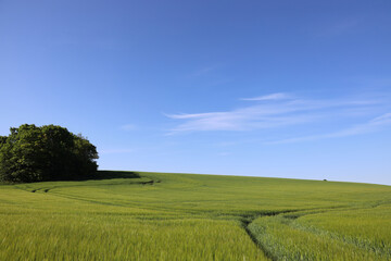 Beautifully hilly landscape with fields in Denmark