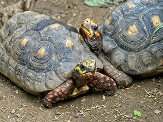 Two Sulcata tortoises necking, close-up