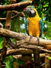 Blue and yellow macaw perched