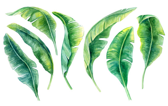 Tropical leaves. Jungle botanical watercolor illustrations, floral elements, a set of banana palms, green leaves. Watercolor. Illustration. Template. Clip art.