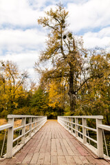 Wooden bridge over the lake in the park