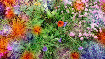 Plakat colorful flowers in the garden