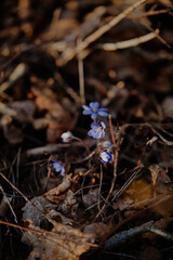 forget me not