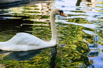 Fototapeta premium View of a Swan, a bird of the family Anatidae within the genus Cygnus. Swans are grouped with the closely related geese in the subfamily Anserinae where they form the tribe Cygnini 