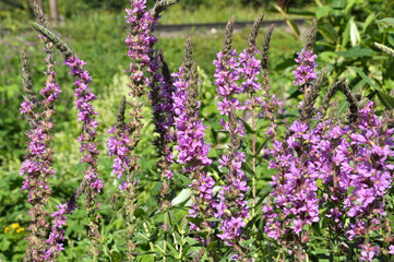 Obraz premium Lythrum salicaria grows on the riverbank