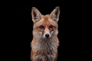Beautiful portrait of a red face on a forest background black background